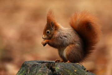 Naklejka na ściany i meble Cute red squirrel with long pointed ears eats a nut in autumn orange scene with nice deciduous forest in the background. Wildlife Czech.