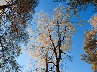 A birch surrounded by pines.