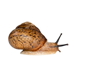 Snail isolated on white background