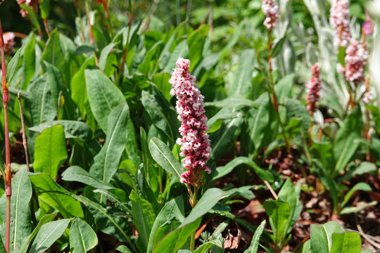 Flowers of Bistorta affinis superbum,