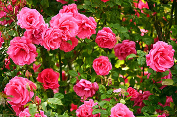 garden with roses in springtime nature background