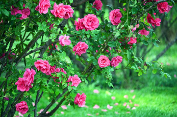 roses flower garden nature background