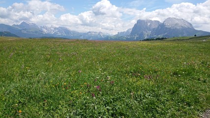 Fototapeta premium alpine meadow with flowers