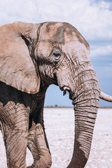 Elephant in Etosha National Park, Namibia
