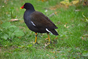 Moorhen (Gallinula chloropus) is a medium sized ground dwelling bird found near water Olive brown back and head with blue grey underparts and red bill with yellow tip It breeds in the UK lowland areas
