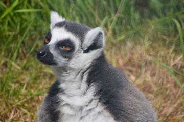 Ring-tailed lemurs are unmistakable because of their long vividly striped black and white tail They are familiar residents of many zoos They are primates found only on the African island of Madagascar