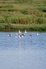 flock of birds