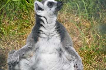 Naklejka na ściany i meble Ring-tailed lemurs spend lots of time on the ground which is uncommon among lemur species. They forage for fruit which makes up greater part of their diet but also eat leaves flowers tree bark and sap