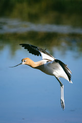 American Avocet