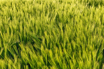 Nice rolling green field. Agricultural field with barley. Beautiful field of cereals (wheat, barley, oats) green on a sunny spring day.