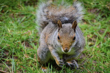 Naklejka na ściany i meble Grey squirrels (Sciurus carolinensis) have mainly silver fur but may have red-brown patches especially around the face and legs The species has long bushy tail that helps it balance when tree climbing