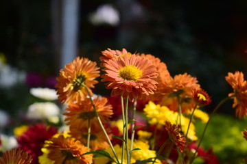 closeup view of Chrysanthemum flower