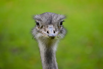 The flightless greater rhea is a lesser known relative of the ostrich. It has long legs wings and neck covered in feathers but no on the tail Its plumage is mostly grey and brown with white underparts