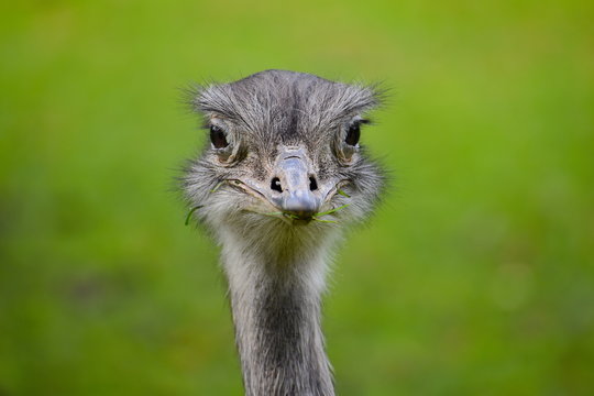 The flightless greater rhea is a lesser known relative of the ostrich. It has long legs wings and neck covered in feathers but no on the tail Its plumage is mostly grey and brown with white underparts