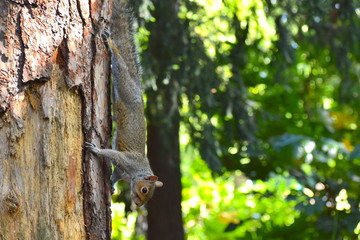 Squirrels are small rodents with bushy tails and big eyes positioned in a way which allows them to see behind and helps them skilfully climb and avoid the predators. Flying animals glide between trees