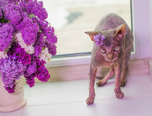 Bald cat on purple background, hairless cat and bouquet of lilac,  naked cat and 
and a bouquet of...