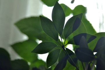 green leaves in the garden