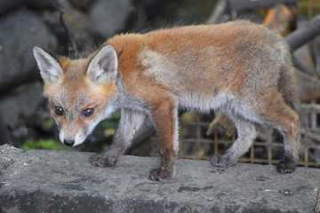 Fox pups just born are unable to see hear or walk and the mother must care of them the father hunts and brings food back for the family. By May the cubs can be seen playing and fighting around the den