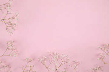 gypsophila little white flower plant isolated in pink background in top view