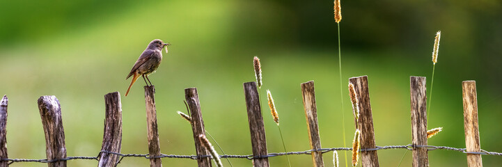 Female Black Redstart; Phoenicurus ochruros gibraltariensis; with prey perches on a garden fence