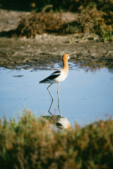American Avocet