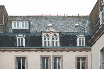 Obraz premium Groupe de pigeons sur le toit .