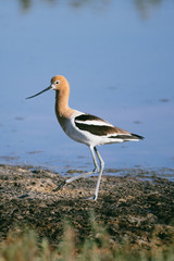 American Avocet