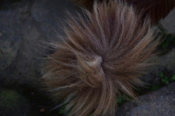 Naklejka premium closeup of tail of a dog