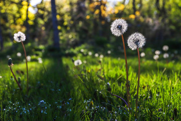 dandelions in the grass. Nature background
