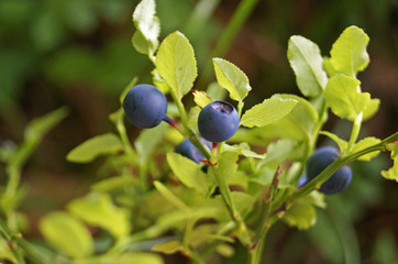 Blueberry branch with blue juicy ripe fruits and green leaves on a bush in the forest