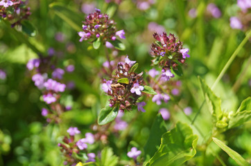 Thyme with delicate purple flowers in a clearing in the green grass on a summer day