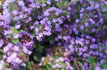 Fototapeta premium Thyme with delicate purple flowers in a clearing in the green grass on a summer day