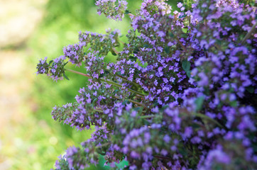 Thyme with delicate purple flowers in a clearing in the green grass on a summer day
