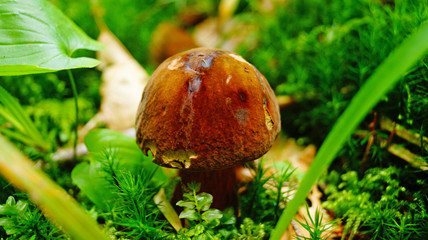 Suillellus loridus mushroom with a brown hat and a reddish leg grows in a forest in the grass on an autumn sunny day