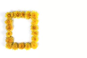 Bright frame with flowers of a dandelion on a white background