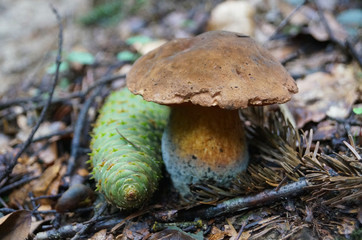 Suillellus loridus mushroom with a brown hat and a reddish leg grows in a forest in the grass on an autumn sunny day