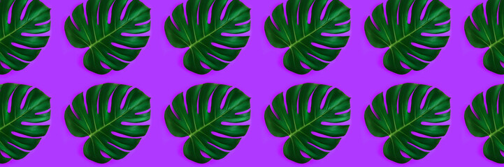 Fototapeta na wymiar Banner made from monstera leaf isolated on purple background.
