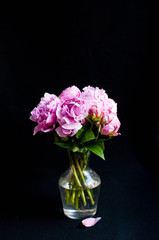 pink peonies in vase on black background
