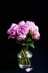 pink peonies in vase on black background