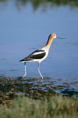 American Avocet