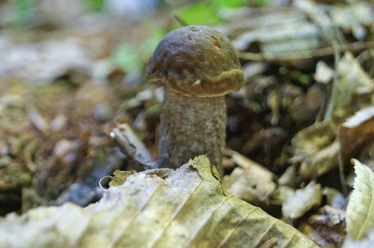 Boletus mushroom with a brown hat and a white leg in the autumn forest in dry grass