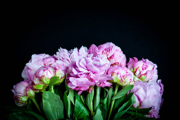 Fototapeta premium pink peonies on black background