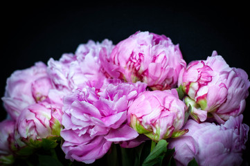 pink peonies on black background