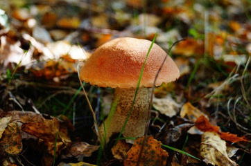 Mushroom boletus with a red hat and a white leg grows in the grass in fallen leaves on an autumn day