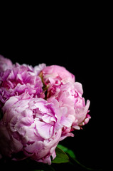 Obraz premium pink peonies on black background