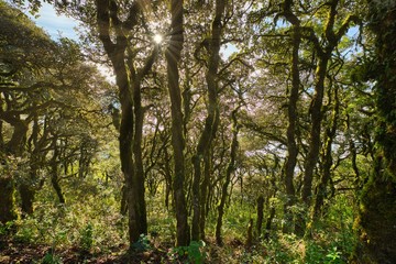 sun behind the trees
