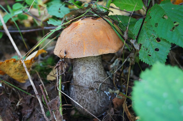 Mushroom boletus with a red hat and a white leg grows in the grass in fallen leaves on an autumn day