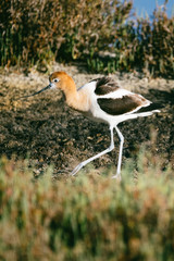 American Avocet