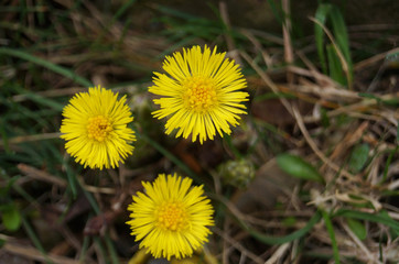 A bee collecting pollen on the yellow flowers of Tussilago farfara on a summer sunny day