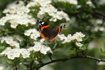 Butterfly on the white flowers of the tree. Nymph thistle - Vanessa cardui
